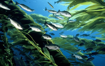 With fronds from the seafloor to the surface, giant kelp offers refuge to fish like these halfmoons.